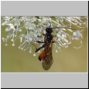 Cosmoconus nigriventris - Schlupfwespe w01c 10mm - OS-Hellern Wiese det06.jpg